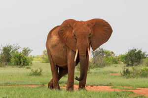 Alla ricerca dei Big 5 fra savane e laghi in Tanzania