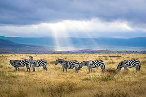 Tra game drive nella savana e spiagge paradisiache