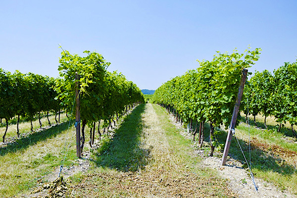 Food & Family: agriturismo con degustazione di vini sul Lago di Garda
