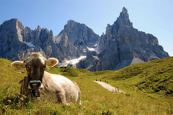 RESIDENCE SPORTING 3* - San Martino di Castrozza (TN) Residence nel cuore delle Dolomiti