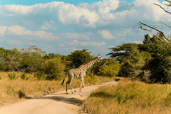 WARIDI BEACH RESORT & SAADANI SAFARI - Pwani Mchangan (Zanzibar - Tanzania) Tra spiagge da sogno e avventure nella savana