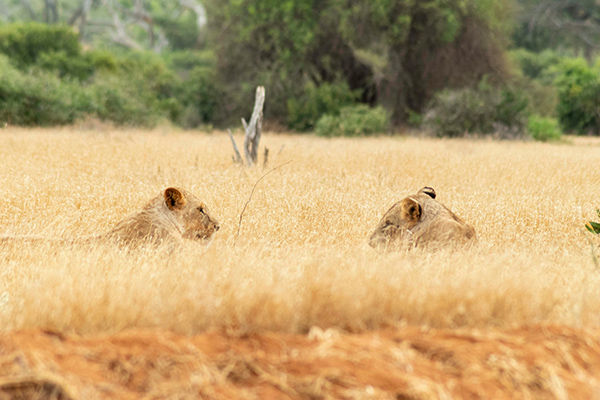 WARIDI BEACH RESORT & SAADANI SAFARI - Pwani Mchangan (Zanzibar - Tanzania) Tra spiagge da sogno e avventure nella savana