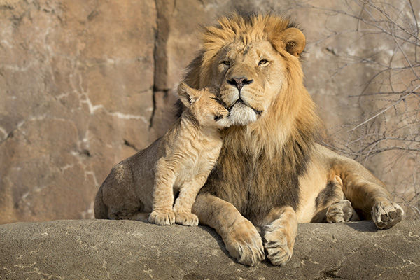 Tra game drive nella savana e spiagge paradisiache