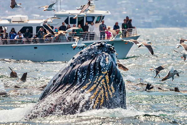 Tra metropoli, orsi, balene e cascate mozzafiato