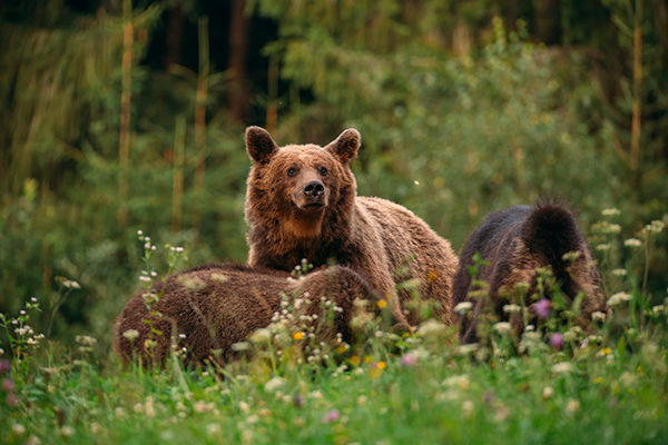 Tra metropoli, orsi, balene e cascate mozzafiato