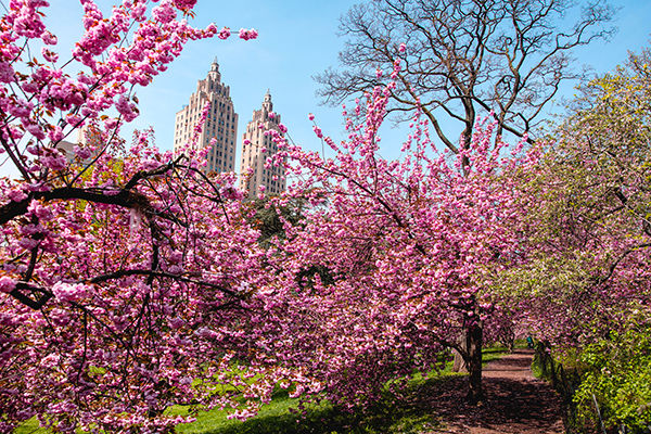 Alla scoperta di New York: da Central Park a Brooklyn