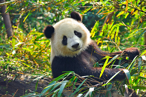 La Cina più autentica