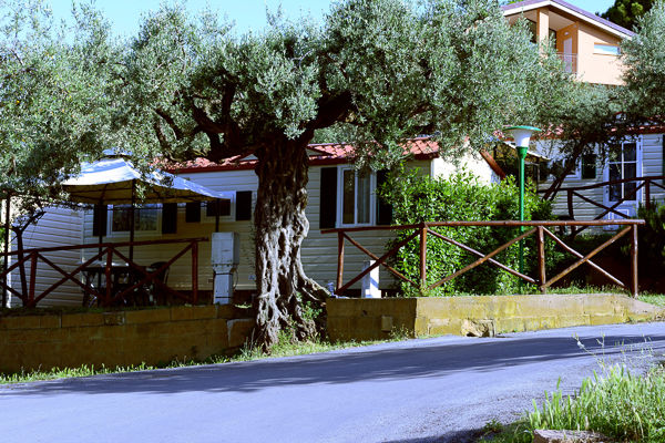 Tra 400 ulivi secolari, a 3 km dal mare della Costa del Cerrano