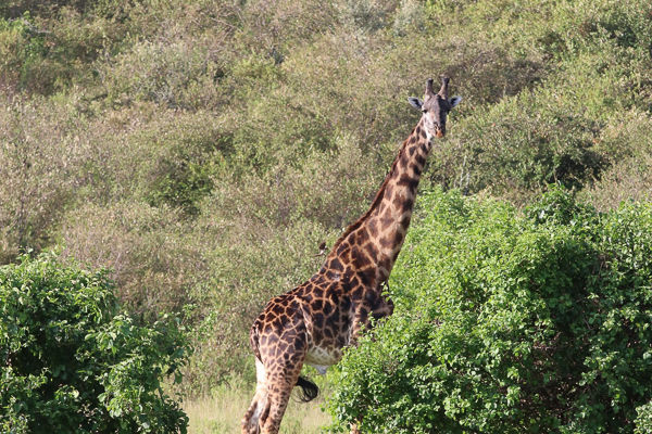 Tra game drive nella savana e spiagge paradisiache