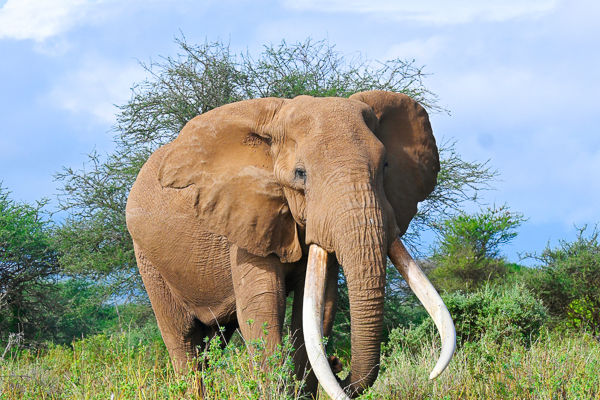 Tra game drive nella savana e spiagge paradisiache