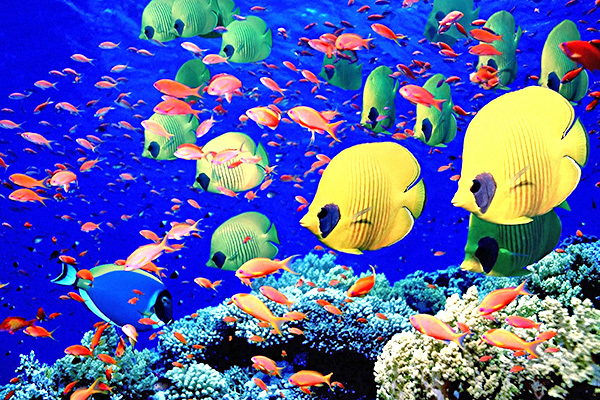 VERACLUB REEF OASIS BEACH RESORT - Sharm El Sheikh Esclusivo ed elegante, con splendida vista sul mare