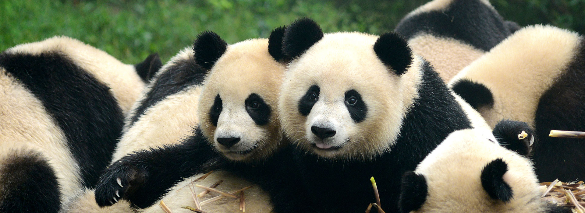 Miglior prezzo Panda Tour: I Tesori Del Sichuan - Chengdu - Sichuan