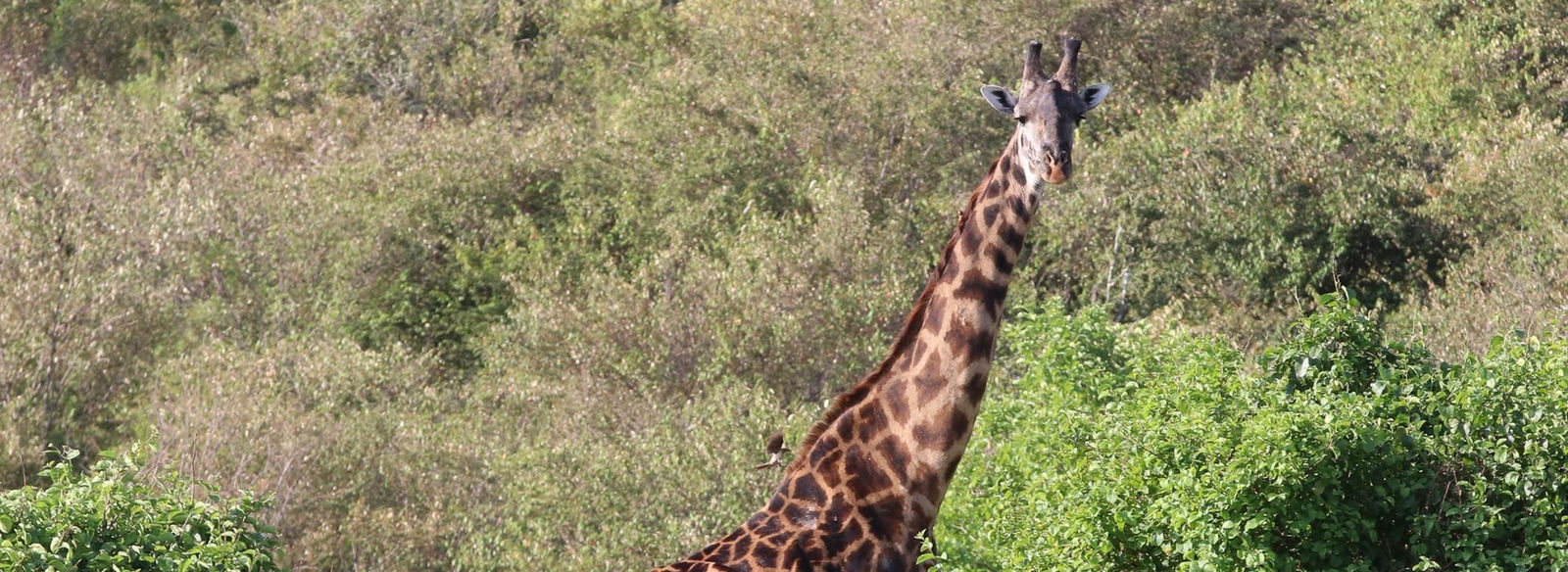 Tra game drive nella savana e spiagge paradisiache