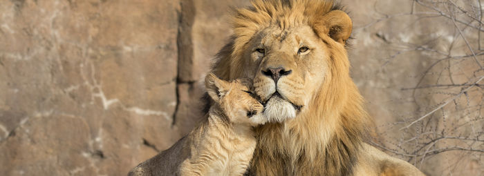 Tra game drive nella savana e spiagge paradisiache