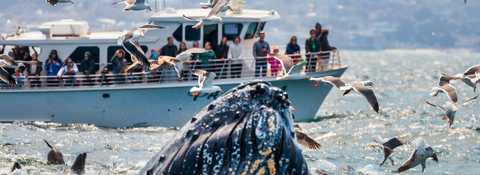 Tra metropoli, orsi, balene e cascate mozzafiato