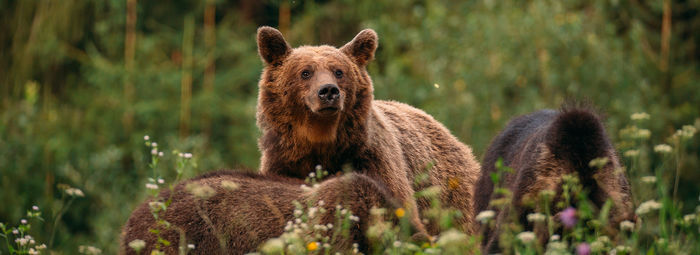 Tra metropoli, orsi, balene e cascate mozzafiato