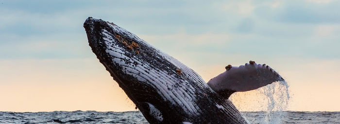 Ovest canadese iconico: tra parchi, laghi, balene e città
