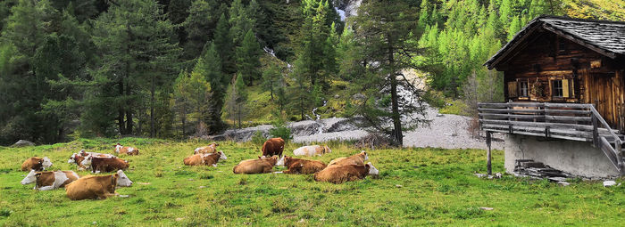 Nel cuore del Parco Nazionale Alti Tauri