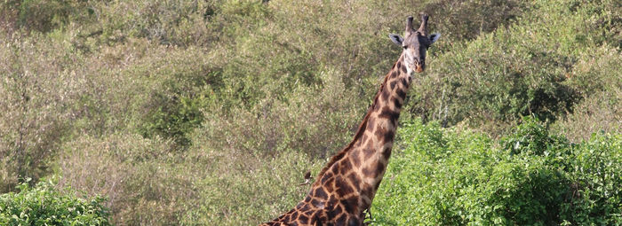 Tra game drive nella savana e spiagge paradisiache
