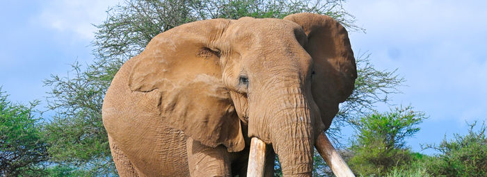Tra game drive nella savana e spiagge paradisiache
