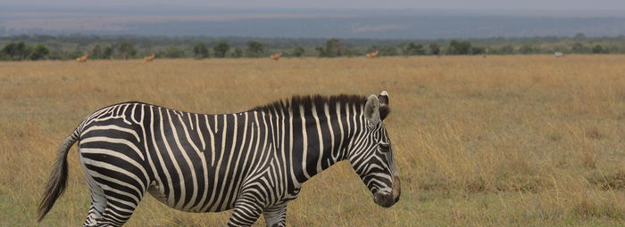 Tra game drive nella savana e spiagge paradisiache
