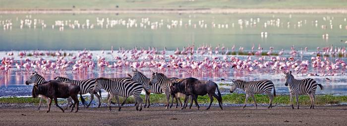 Safari privato in 4x4 in Tanzania, dal parco del Tarangire al Serengeti National Park