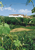 Alla Scoperta di Monforte con Degustazione